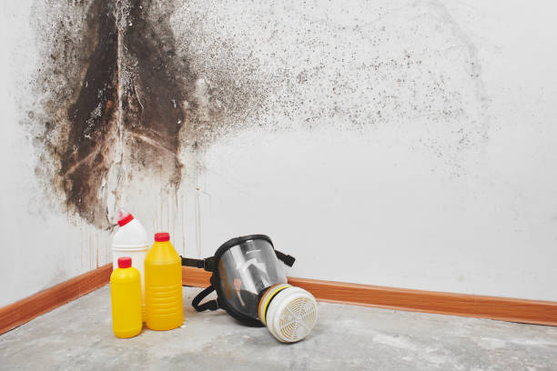 Best Fast Mold Removal  in Ladue, MO