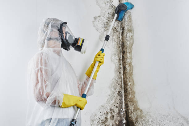 Best Residential Mold Removal  in Ladue, MO
