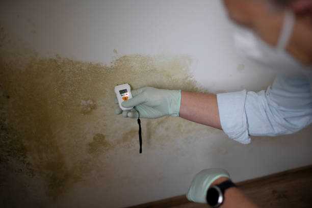 Certified Mold Removal in Ladue, MO