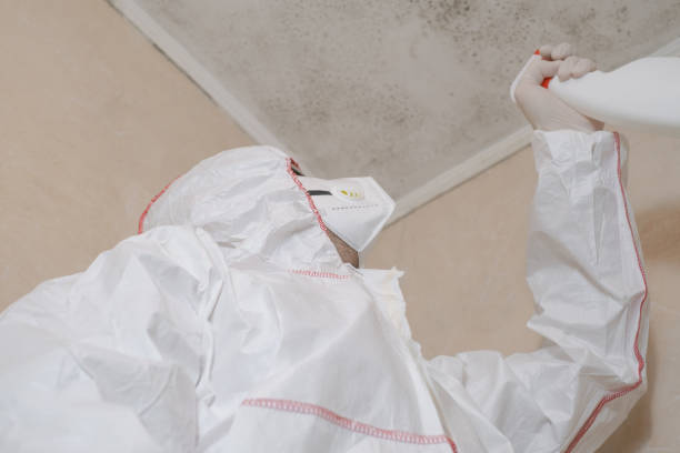 Best Attic Mold Removal  in Ladue, MO