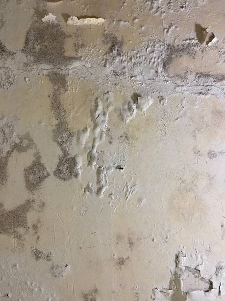 Best Black Mold Removal  in Ladue, MO