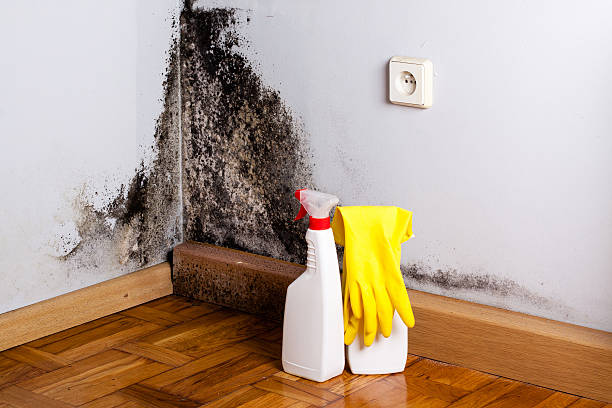 Best Mold Removal Company Near Me  in Ladue, MO