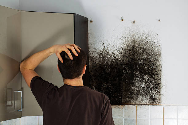 Best Local Mold Removal Service  in Ladue, MO