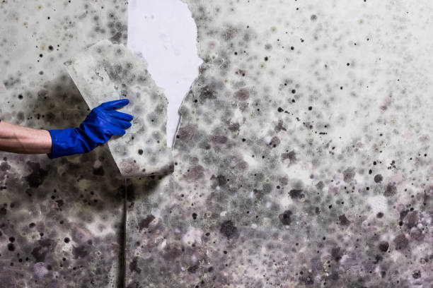 Water Damage Restoration in Ladue, MO