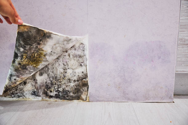 Best Emergency Mold Removal  in Ladue, MO